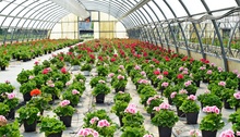 cultivation of geraniums in the nursery