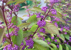Purple beautyberry plant 